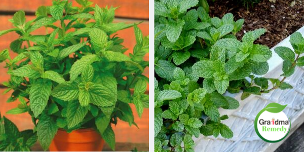 Here's Why You Should Grow Mint at Home