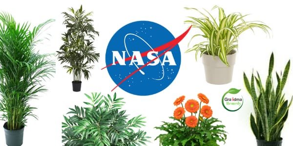 11 Plants that purify the air according to NASA 11-plants-that-purifies-air