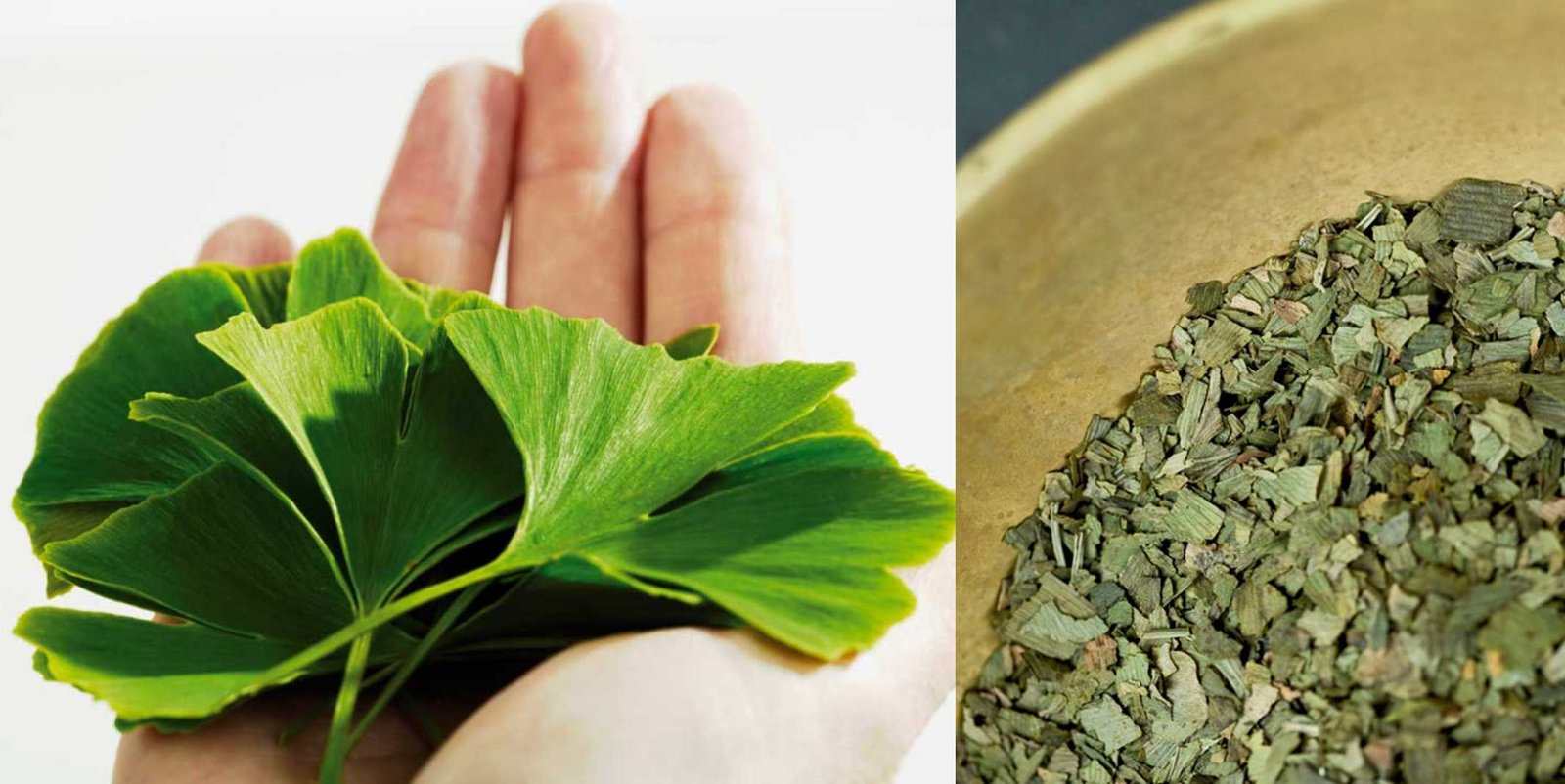 Recipe for Ginkgo Biloba Drops They Improve Circulation and Memory